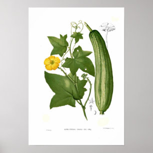 Affiche Loofah