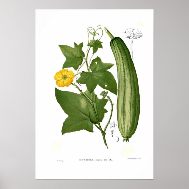 Affiche Loofah (Devant)