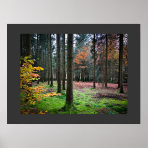 Affiche "Looking through trees in the Belgian Ardennes"