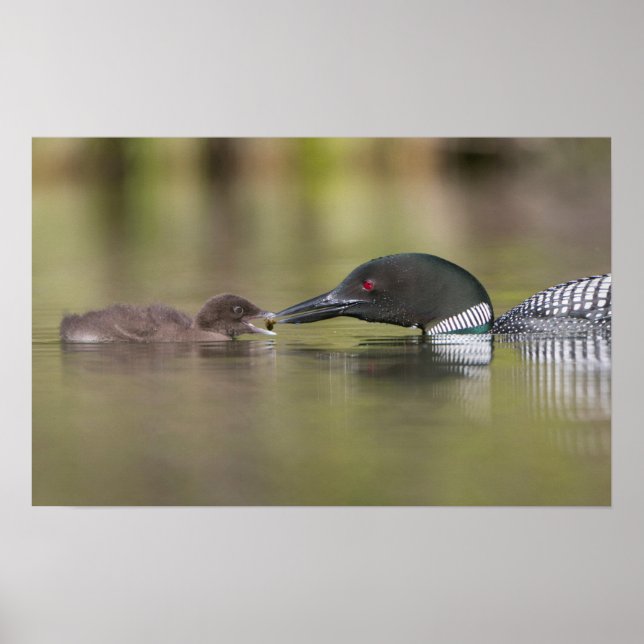 Affiche Loon adulte nourrissant un poussin (Devant)