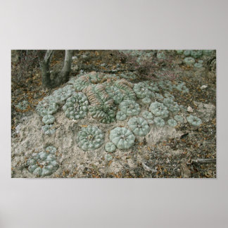 Affiche Lophora williamsii - Peyote