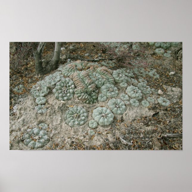 Affiche Lophora williamsii - Peyote (Devant)