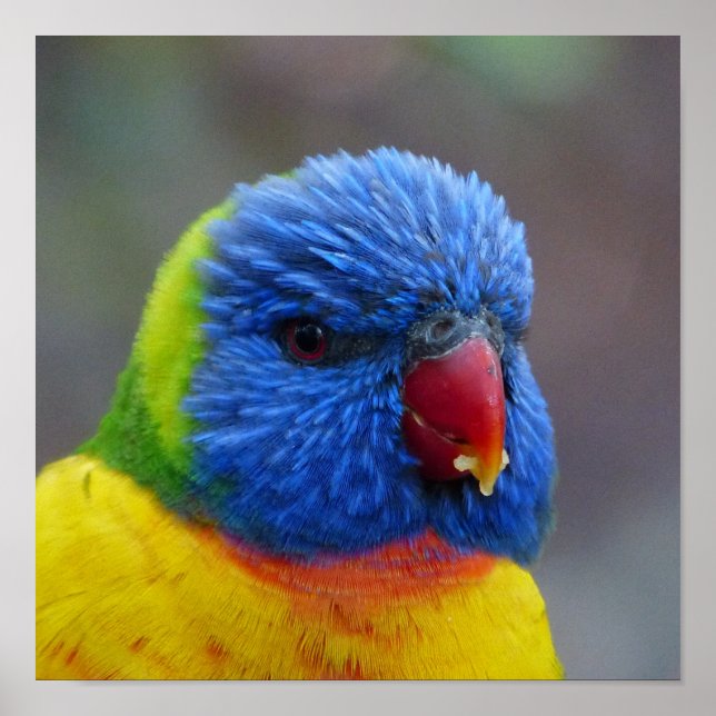 Affiche Lori_2015_0203 (Devant)