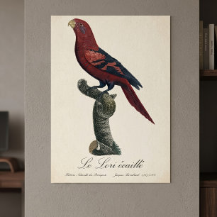 Affiche Lori réticulé, Trichoglossus reticulatus