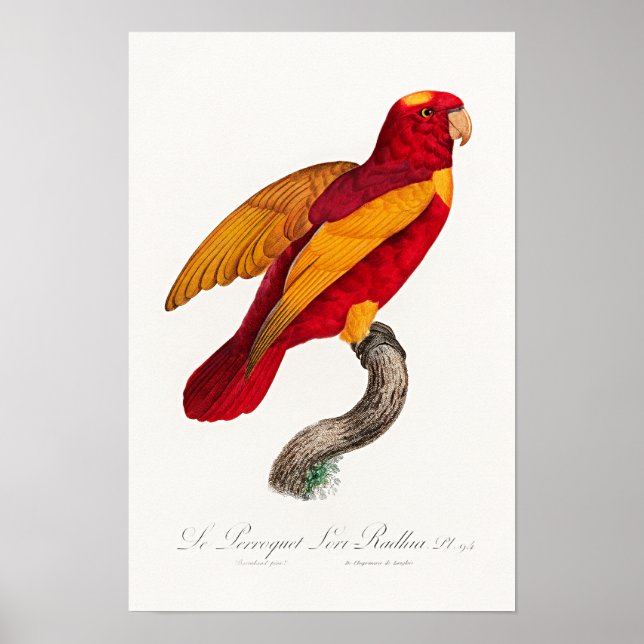 Affiche Lori rouge et or, (Devant)