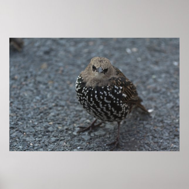 Affiche L'original Angry Bird ? ? (Devant)