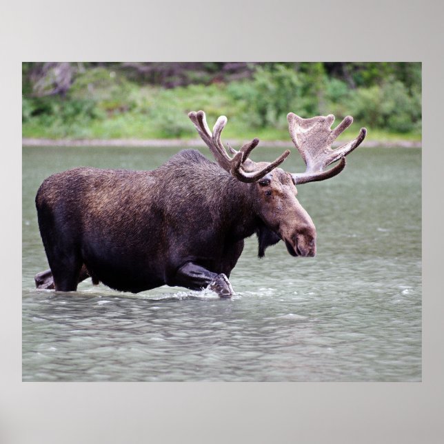Affiche L'orignal en mission (Devant)