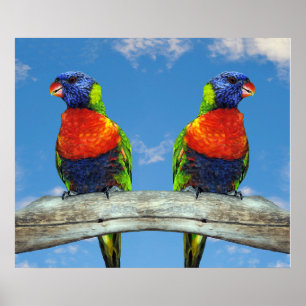 Affiche Lorikees arc-en-ciel deux perchés sur une branche