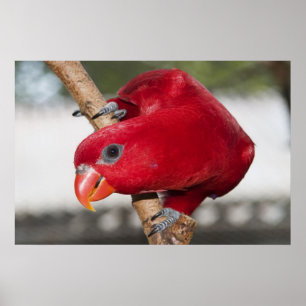 Affiche Lorikeet
