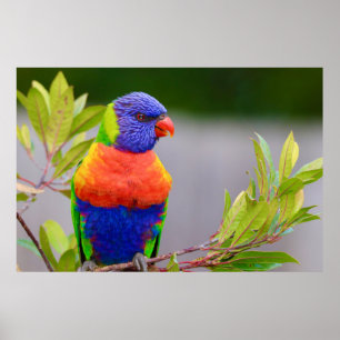 Affiche Lorikeet Bird