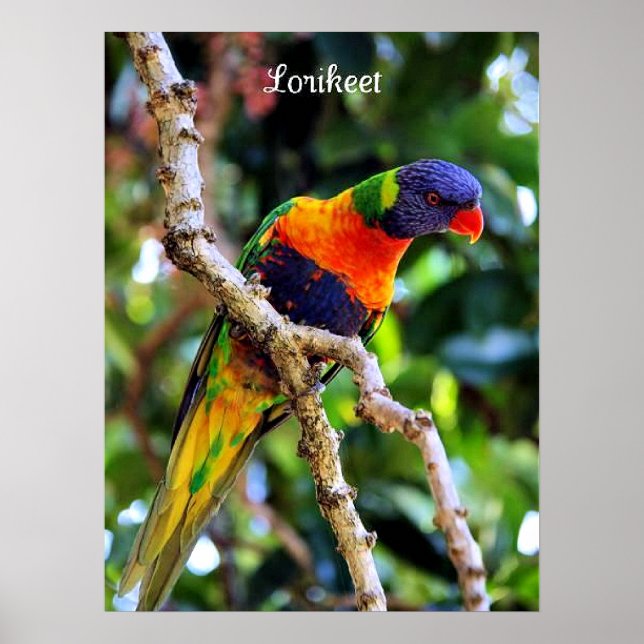 Affiche Lorikeet, oiseau coloré (Devant)