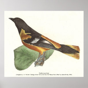 Affiche L'Oriole d'Or ou de Baltimore (Icterus galbula)