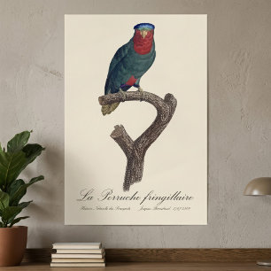 Affiche Loriquet à couronne bleue, Vini Australis