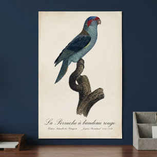 Affiche Loriquet à tête bleue, Trichoglossus concinnus