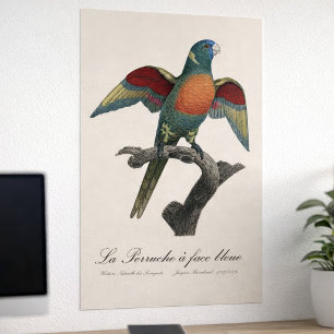 Affiche Loriquet à tête bleue, Trichoglossus haematodus