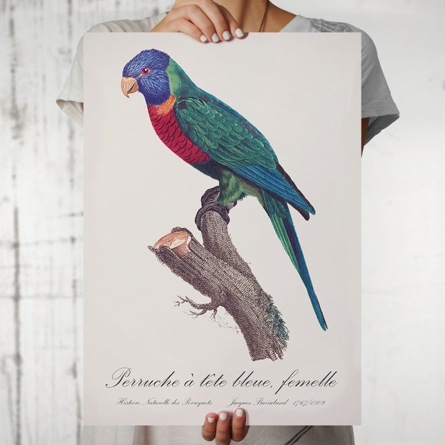 Affiche Loriquet arc-en-ciel femelle, Trichoglossus molucc (Perruche a tete bleue, femelle / Rainbow lorikeet, female. Poster)