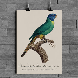 Affiche Loriquet arc-en-ciel juvénile Trichoglossus molucc