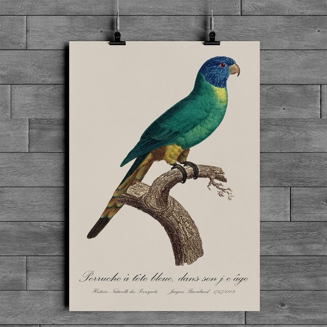 Affiche Loriquet arc-en-ciel juvénile Trichoglossus molucc (Perruche a tete bleue / Rainbow lorikeet, juvenile. Poster )
