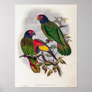 Affiche Lory à front rouge vintage par John Gould