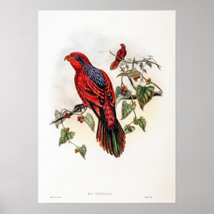 Affiche Lory à rayures bleues vintage par John Gould