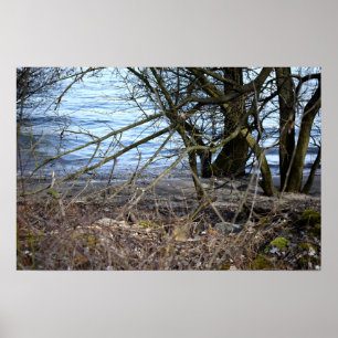 Affiche Lost Places, vieux arbres sur la rive de la rivièr