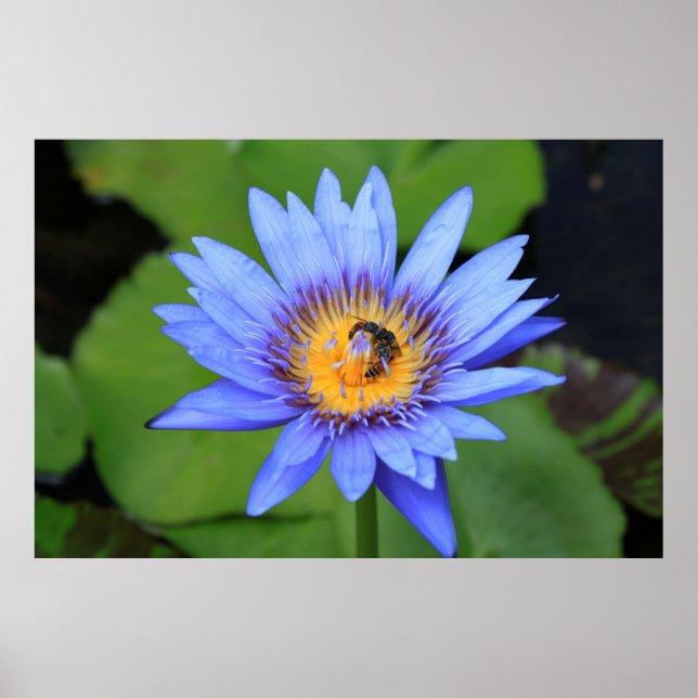 Affiche Lotus (Devant)