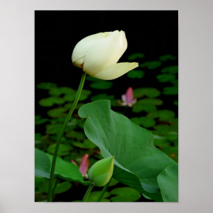 Affiche Lotus