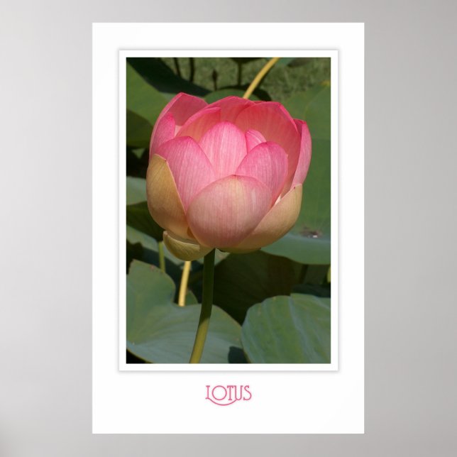Affiche Lotus (Devant)