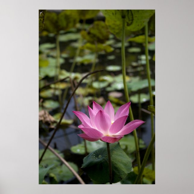 Affiche Lotus (Devant)