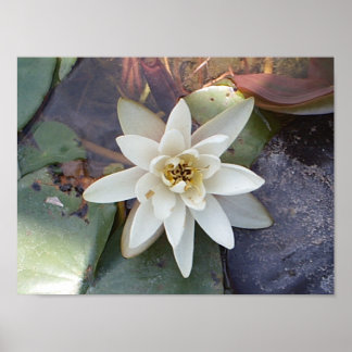 AFFICHE LOTUS BLANC