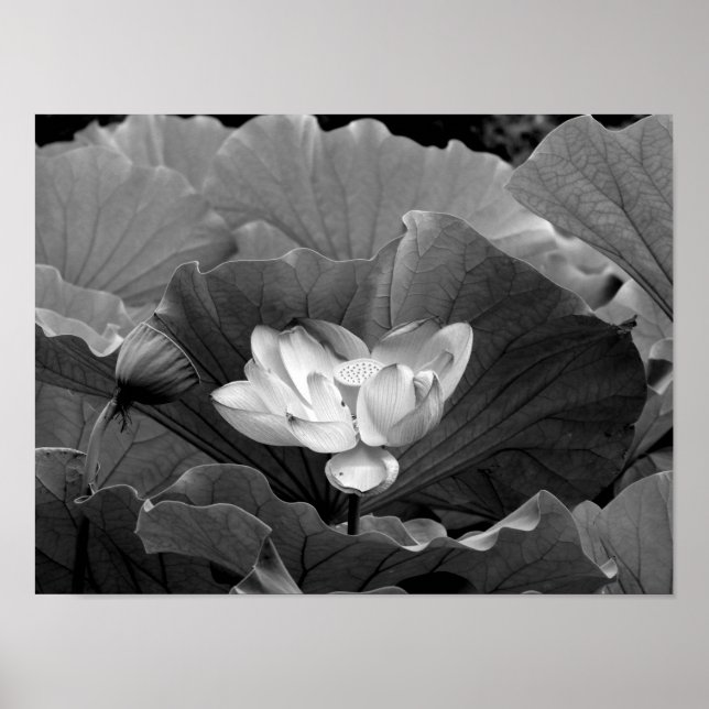 Affiche Lotus Bloom en noir et blanc (Devant)