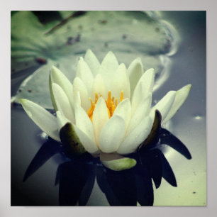 Affiche Lotus Blossom