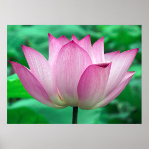 Affiche Lotus Blossom