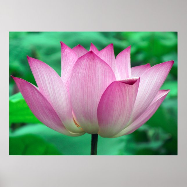Affiche Lotus Blossom (Devant)