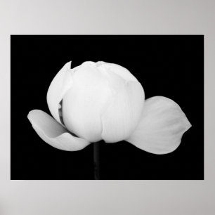 Affiche Lotus Bud