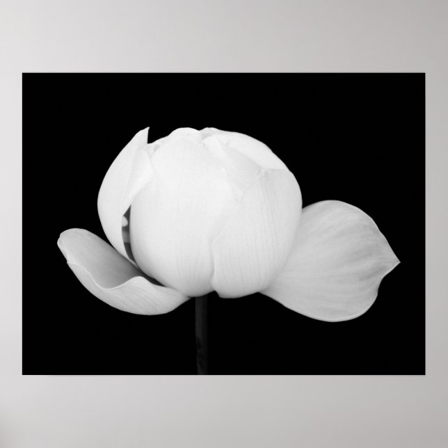 Affiche Lotus Bud (Devant)