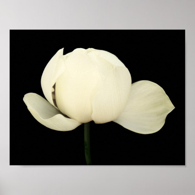 Affiche Lotus Bud (Devant)