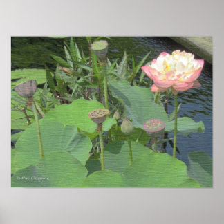 Affiche Lotus dans le jardin