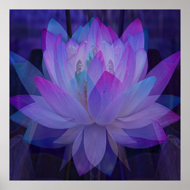 Affiche Lotus en bleu... (Devant)