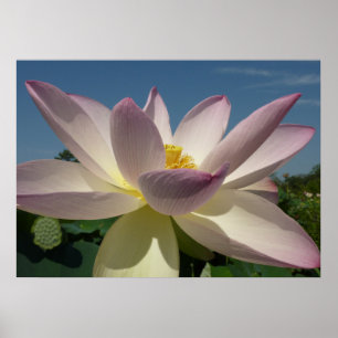 Affiche Lotus Flower et Blue Sky I