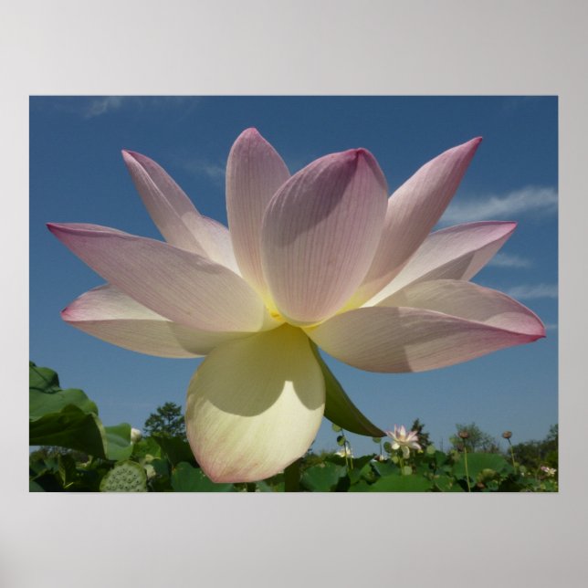 Affiche Lotus Flower et Blue Sky II (Devant)