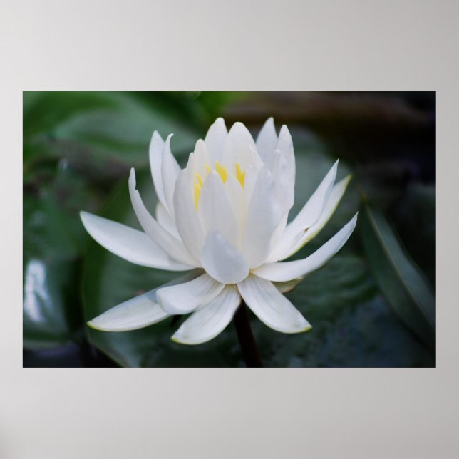 Affiche Lotus or waterlily and meaning (Devant)