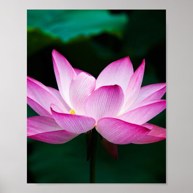 Affiche Lotus rose (Devant)