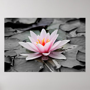 Affiche Lotus rose