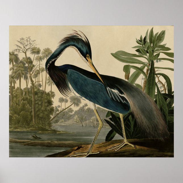 Affiche Louisiana Heron (Devant)