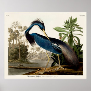 Affiche Louisiana Heron, 1834, From the Birds of America