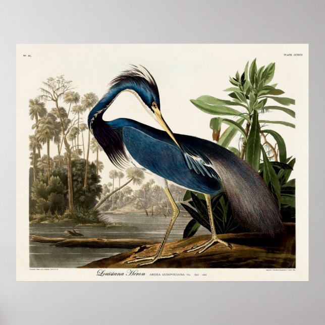 Affiche Louisiana Heron, 1834, From the Birds of America (Devant)