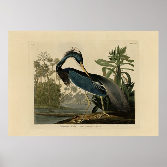 Affiche Louisiana Heron - de Audubon's Birds of America (Devant)
