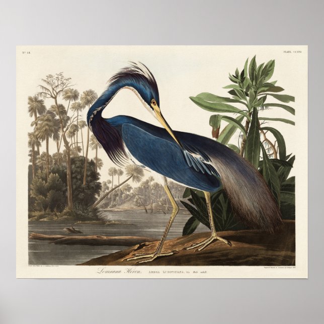 Affiche Louisiana Heron d'Oiseaux d'Amérique (Devant)