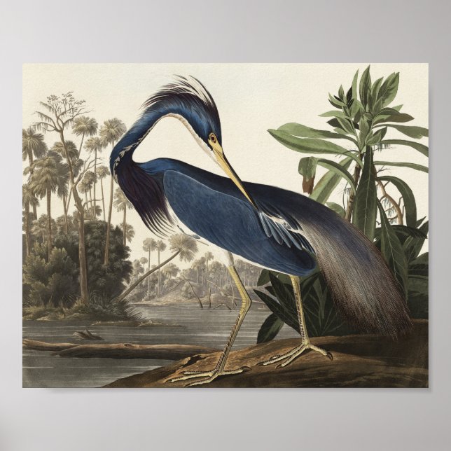 Affiche Louisiana Heron d'Oiseaux d'Amérique (Devant)